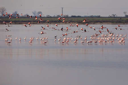 Group of pink flamingos and their reflections in lagoon Kalochori, Greece. Wildlife animal scene from nature. Flamingo in flightの写真素材