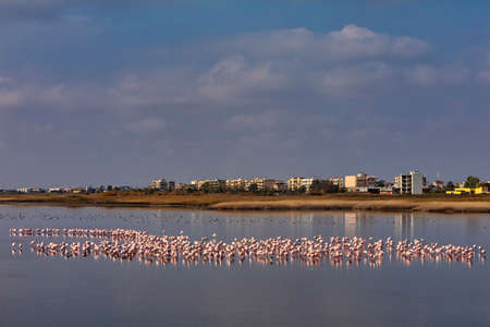 Group of pink flamingos and their reflections in lagoon Kalochori, Greece. Wildlife animal scene from natureの写真素材