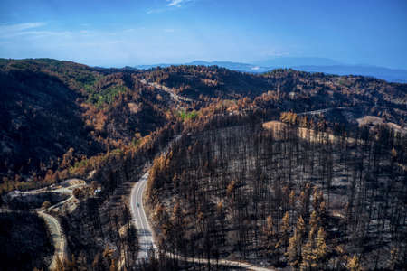 Bird's-eye view of burnt forests with drone. burnt treesの写真素材