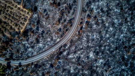 Bird's-eye view of burnt forests with drone. burnt trees