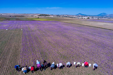Farmers pick the blooming crocus flowers in the field in the area of Kozani in northern Greeceの写真素材