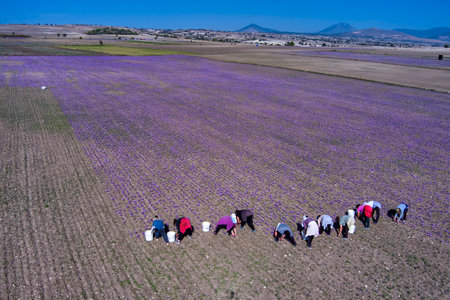 Farmers pick the blooming crocus flowers in the field in the area of Kozani in northern Greeceの写真素材