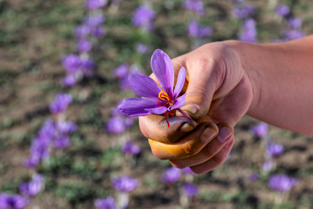 Farmers pick the blooming crocus flowers in the field in the area of Kozani in northern Greeceの写真素材