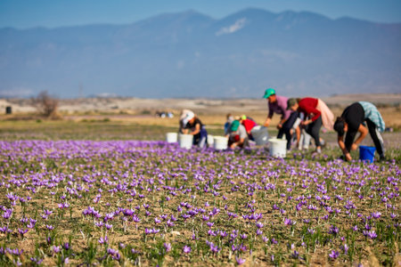 Farmers pick the blooming crocus flowers in the field in the area of Kozani in northern Greeceの写真素材