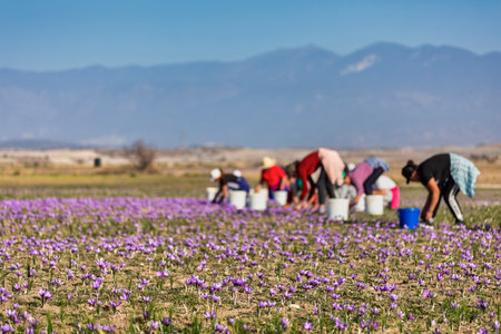 Farmers pick the blooming crocus flowers in the field in the area of Kozani in northern Greeceの写真素材