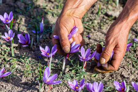 Farmers pick the blooming crocus flowers in the field in the area of Kozani in northern Greeceの写真素材