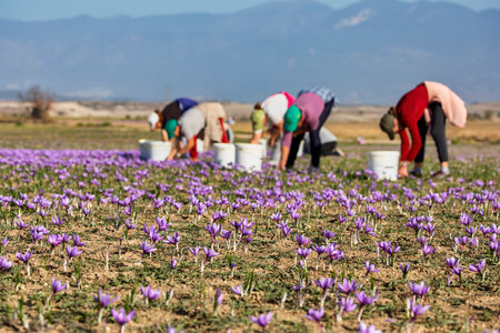 Farmers pick the blooming crocus flowers in the field in the area of Kozani in northern Greeceの写真素材