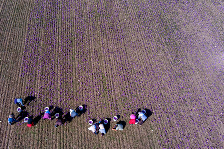 Farmers pick the blooming crocus flowers in the field in the area of Kozani in northern Greeceの写真素材
