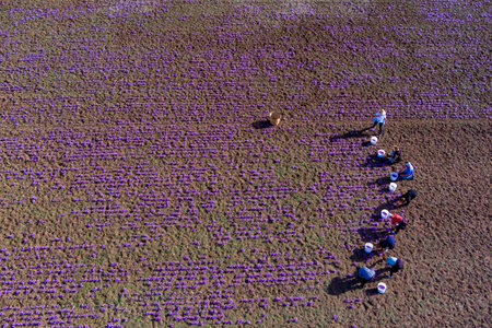 Farmers pick the blooming crocus flowers in the field in the area of Kozani in northern Greeceの写真素材