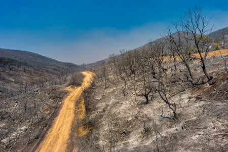 Aerial view shows a burnt area after a fire in Evros prefecture in northern Greece in the biggest fire ever in Europe on August 23, 2023. Catastrophic effects, environmental disasterの写真素材