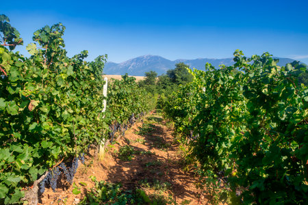 Black grapes growing on a vine during harvest.の写真素材