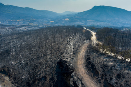 Aerial view shows a burnt area after a fire in Evros prefecture in northern Greece in the biggest fire ever in Europe on August 23, 2023. Catastrophic effects, environmental disasterの写真素材