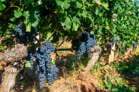 Black grapes growing on a vine during harvest.の写真素材