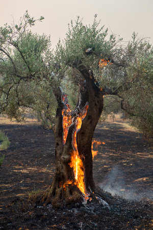 Forest fires in the prefecture of Evros in northern Greece in the biggest fire ever in Europe on August 23,  2023の写真素材