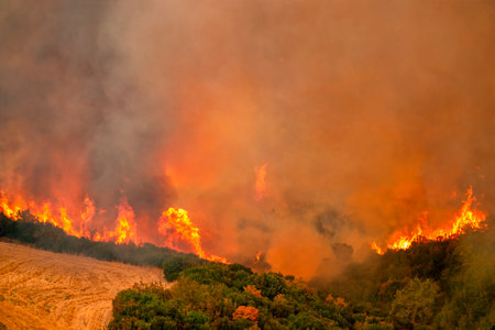 Forest fires in the prefecture of Evros in northern Greece in the biggest fire ever in Europe on August 23,  2023の写真素材