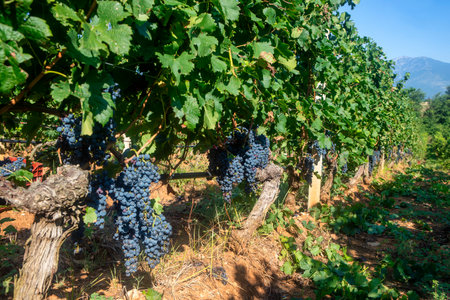 Black grapes growing on a vine during harvest.の写真素材