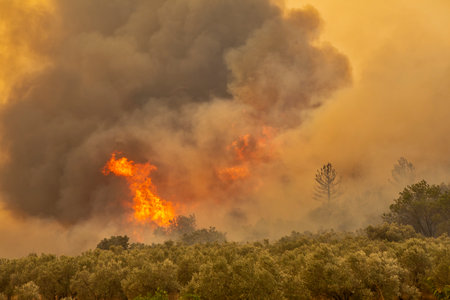 Forest fires in the prefecture of Evros in northern Greece in the biggest fire ever in Europe on...