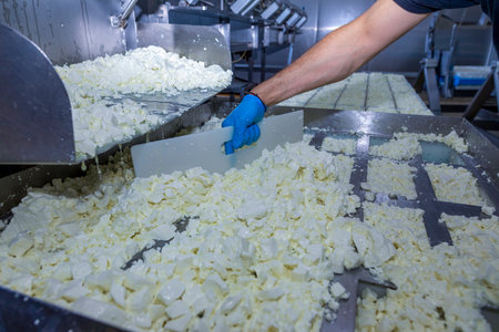 Industrial cheese production line with worker handling dairy products in sanitized conditions