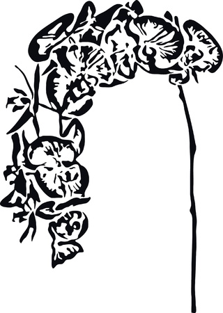 illustration orchidのイラスト素材