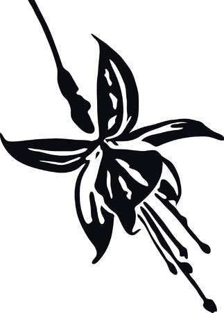 illustration fuchsia flowerのイラスト素材