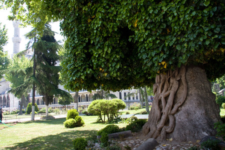 Turkey, Istanbul treeの写真素材