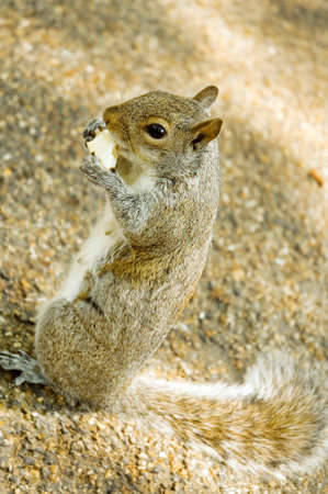 Grey squirrel eating apple on the footpath in the park.の写真素材