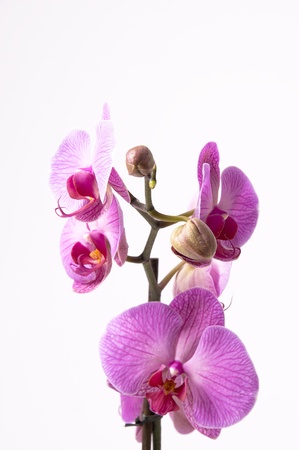 Orchid white backgroundの写真素材