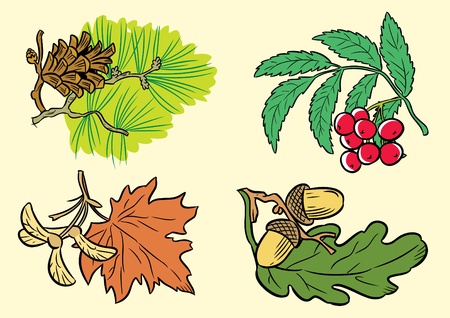 The illustration shows a few types of leaves of different species of trees.のイラスト素材