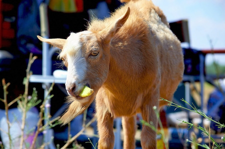The illustration shows a goat on a background of the barn  She chews food の写真素材
