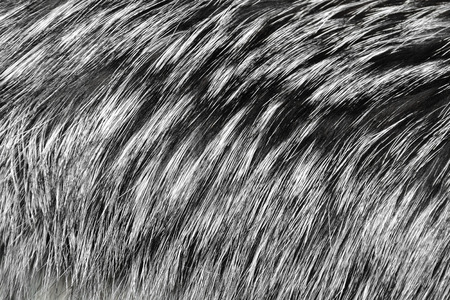 The photo shows a sample of silver fox fur close-upの写真素材