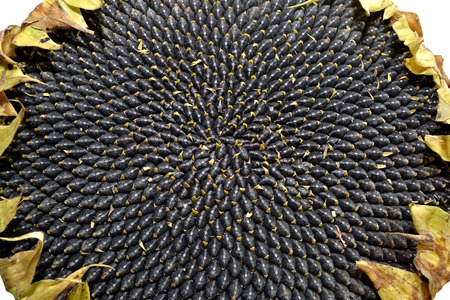 The photo shows a large flower sunflower close-up ripe black seeds insideの写真素材