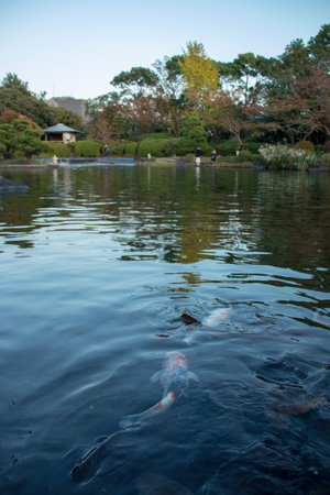 Koi fish swimming in a lake in a Japanese garden in autumnの写真素材
