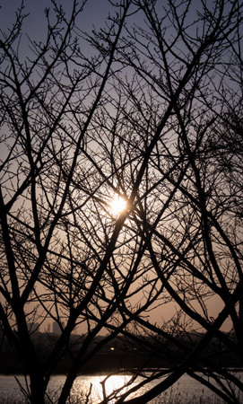 Silhouette of tree branches at winter sunset in the city park.の写真素材