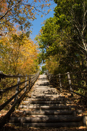 Wooden walkway in the forest with colorful leaves in autumn.