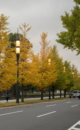 Autumn landscape with yellow ginkgo trees and street lamps.の写真素材