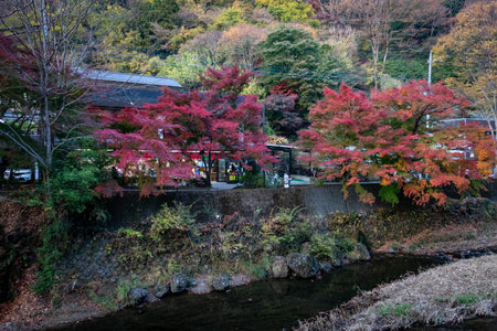 Autumn leaves in Ibaraki, Japan.の写真素材