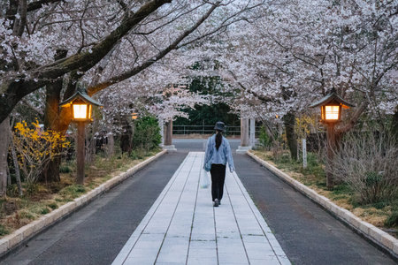 Japanese woman walking in the park with cherry blossoms in full bloomの写真素材