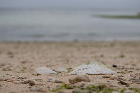 Seashells on the beach in the morning. Selective focus.