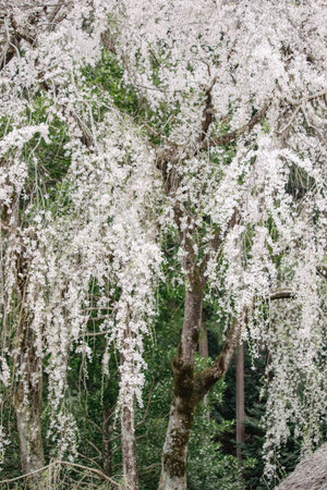 Wisteria tree with white flowers in the garden, Japan.の写真素材