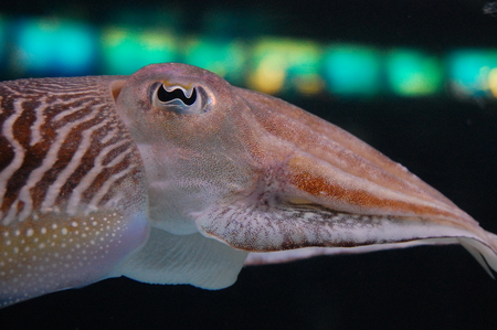 cuttlefish