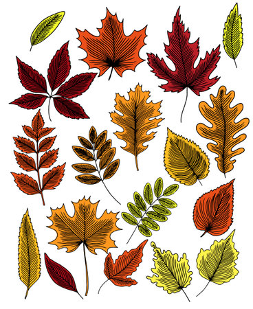 Autumn leaves on a white background. Vector.のイラスト素材