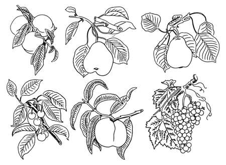 Fruit is drawn with a black line on a white background. Vectorのイラスト素材