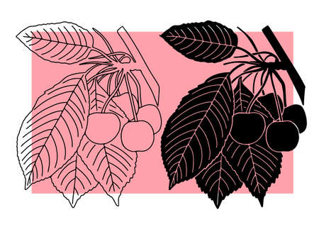 Cherries on a branch on a colored background. Vectorのイラスト素材