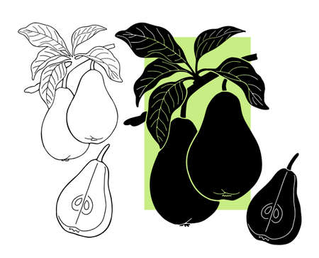 A pear drawn with a black line. Vectorのイラスト素材