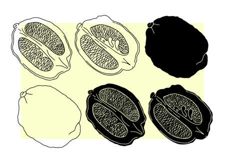 Lemon in a cut on a color a color background. Vectorのイラスト素材