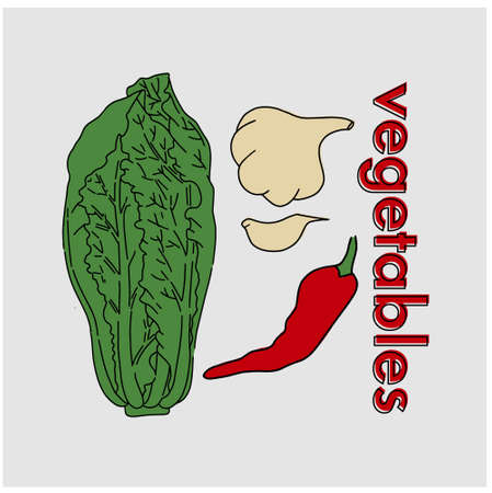 Cabbage, garlic and pepper. Vector. Color and line.のイラスト素材