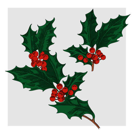 Vector image of a Christmas holly. Colored drawing on a gray background.のイラスト素材