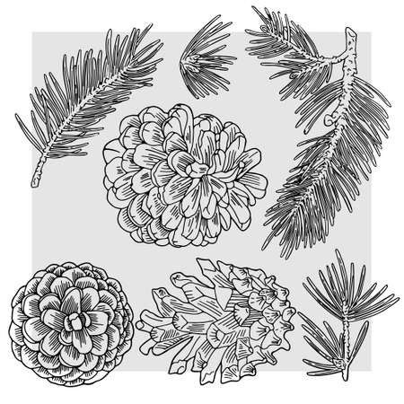 Spruce cones and branches are drawn with a black line. The form is transparent on a gray background. Suitable for Christmas patterns, cards and packaging.のイラスト素材