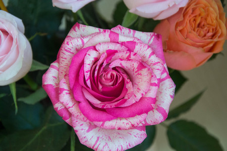 Single beautiful pink rose, close-up of a flower in a flower shop with green background, blooming rose bouquet for 8 march, mother's day, women's day, valentine's dayの写真素材