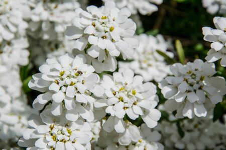 Iberis sempervirens field blooming. Beautiful white small flowers in the garden. Floral background with small bug on the leavesの写真素材